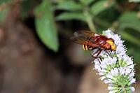 Hornet hoverfly (Volucella zonaria), also known as large forest hoverfly, giant bumblebee hoverfly or belt hoverfly on the flower of a mint (Mentha), Weilerswist, North Rhine-Westphalia, Germany [IBR124494890]