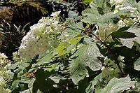 Oakleaf hydrangea, Hydrangea quercifolia in an animal park, Germany [IBR124494891]