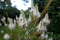 Candelabra speedwell (Veronicastrum virginicum, syn. Leptandra virginica, Veronica virginica), flowering plant, Germany [IBR124494892]