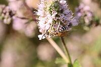 Yellow-banded furrow bee (Halictus scabiosae) on a mint (Mentha sp.), Weilerswist, North Rhine-Westphalia, Germany [IBR124494893]