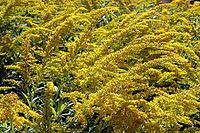 Goldenrod (Solidago caesia) in the Botanical Garden, North Rhine-Westphalia, Germany, Bonn, Botanical Garden [IBR124494896]