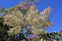 Chinese angelica tree (Aralia chinensis) in the Botanic Garden, North Rhine-Westphalia, Germany, Bonn, Botanic Garden [IBR124494899]