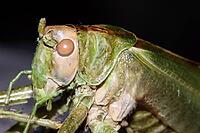 Great green bush cricket (Tettigonia viridissima), Weilerswist, North Rhine-Westphalia, Germany [IBR124494900]