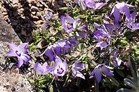 Variegated bellflower (Campanula versicolor) in the Botanic Garden, North Rhine-Westphalia, Germany, Bonn, Botanic Garden [IBR124494901]