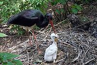 Black stork (Ciconia nigra) with young bird in the nest in a zoo, Germany [IBR124494902]