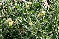 Codo royenii, endemic to Namibia, in the botanical garden, North Rhine-Westphalia, Germany, Bonn, botanical garden [IBR124494903]