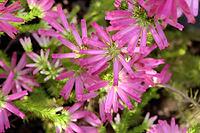 South African heather (Erica doliiformis) in the Botanic Garden, North Rhine-Westphalia, Germany, Bonn, Botanic Garden [IBR124494904]