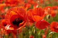 Blooming red poppy flowers in green field, Beautiful natural landscape in summertime [IBR124497425]