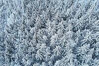 Winter forest with covered trees with snow. Beautiful winter nature landscape, aerial view. Pine forest background [IBR124497465]