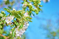 Blühende Pflanze vor blauem Himmel an einem Sommertag. Frühlingshintergrund [IBR124497470]