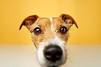 Curious interested dog looks into camera. Jack russell terrier closeup portrait on yellow background. Funny pet [IBR124497476]