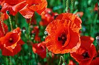 Blooming red poppy flowers in green field, Beautiful natural landscape in summertime [IBR124497481]
