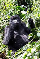 Mountain gorilla (Gorilla beringei beringei), feeding, member of the Agashya family, Virunga Volcanic Mountains, Parc National des Volcans, Volcanoes National Park, Rwanda [IBR124508483]