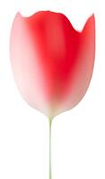 Blurred red tulip against a white background [IBR124508486]