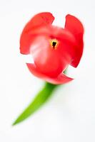 Abstract illustration of a tulip with red blossom, Germany [IBR124508488]