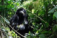 Mountain gorilla (Gorilla beringei beringei), feeding, member of the Agashya family, Virunga Volcanic Mountains, Parc National des Volcans, Volcanoes National Park, Rwanda [IBR124508489]