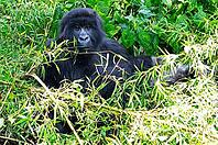 Mountain gorilla (Gorilla beringei beringei), member of the Agashya family, Virunga Volcanic Mountains, Parc National des Volcans, Volcanoes National Park, Rwanda [IBR124508490]