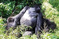 Mountain gorilla (Gorilla beringei beringei), member of the Agashya family, Virunga Volcanic Mountains, Parc National des Volcans, Volcanoes National Park, Rwanda [IBR124508491]