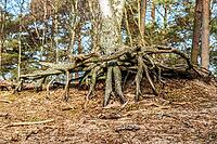 Aerial roots in a pine tree forest, planted to stop a sand drift during the 19th century in Ystad, Skåne county, Sweden, Scandinavia [IBR124508492]