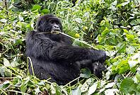 Mountain gorilla (Gorilla beringei beringei), feeding, member of the Agashya family, Virunga Volcanic Mountains, Parc National des Volcans, Volcanoes National Park, Rwanda [IBR124508493]