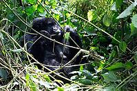 Mountain gorilla (Gorilla beringei beringei), feeding, member of the Agashya family, Virunga Volcanic Mountains, Parc National des Volcans, Volcanoes National Park, Rwanda [IBR124508494]