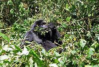 Mountain gorilla (Gorilla beringei beringei), member of the Agashya family, feeding, Virunga Volcanic Mountains, Parc National des Volcans, Volcanoes National Park, Rwanda [IBR124508496]