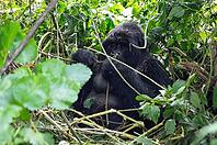 Mountain gorilla (Gorilla beringei beringei), silverback, member of the Agashya family, Virunga Volcanic Mountains, Parc National des Volcans, Volcanoes National Park, Rwanda [IBR124508497]