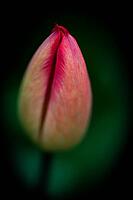 Tulip bud against black background, Germany [IBR124508498]