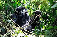 Mountain gorilla (Gorilla beringei beringei), feeding, member of the Agashya family, Virunga Volcanic Mountains, Parc National des Volcans, Volcanoes National Park, Rwanda [IBR124508499]