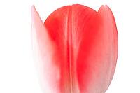 Pink tulip flower, detail, cut, Germany [IBR124508500]