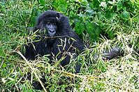 Mountain gorilla (Gorilla beringei beringei), member of the Agashya family, Virunga Volcanic Mountains, Parc National des Volcans, Volcanoes National Park, Rwanda [IBR124508501]