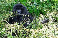 Mountain gorilla (Gorilla beringei beringei), member of the Agashya family, Virunga Volcanic Mountains, Parc National des Volcans, Volcanoes National Park, Rwanda [IBR124508502]