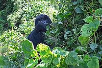 Mountain gorilla (Gorilla beringei beringei), member of the Agashya family, feeding, Virunga Volcanic Mountains, Parc National des Volcans, Volcanoes National Park, Rwanda [IBR124508503]