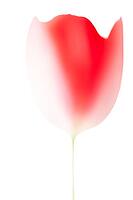 Blurred red tulip against a white background [IBR124508504]
