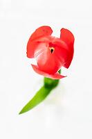 Abstract illustration of a tulip with red blossom, Germany [IBR124508505]