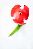 Abstract illustration of a tulip with red blossom, Germany [IBR124508506]