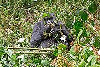 Mountain gorilla (Gorilla beringei beringei), member of the Agashya family, feeding, Virunga Volcanic Mountains, Parc National des Volcans, Volcanoes National Park, Rwanda [IBR124508507]