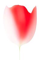 Blurred red tulip against a white background [IBR124508508]