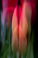 Tulip bud, multiple exposure, pink tulips that have already opened in the background, Germany [IBR124508510]