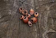 Cracked hazelnuts, dormouse (Muscardinus avellanarius), dormouse, nut, Swabian-Franconian Forest nature park Park, Schwäbisch Hall, Hohenlohe, Germany [IBR124508511]