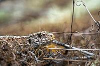 Sand lizard (Lacerta agilis), close-up of head, in ground vegetation, Brandenburg, Germany [IBR124508512]