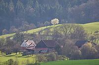 Hamlet near Michelfeld, spring, March, fruit blossoms, spring awakening, Swabian-Franconian Forest nature park Park, Hohenlohe, Germany [IBR124508518]