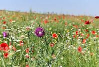 Flower strips on the edge of the field, bee willow, insect willow, biodiversity, poppy, flower, thistle, bee, Neuenstein, Hohenlohe, Germany [IBR124508519]