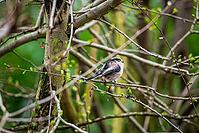 Long-tailed Tit (Aegithalos caudatus europaeus), sitting on a branch in the bushes, North Rhine-Westphalia, Germany [IBR124508520]