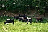 Heck cattle, aurochs, reintroduction, domestic cattle breed, Heinz Heck, Lutz Heck, domestic beef breed, beef, Saverwang, Sixenbach, Sixenbachaue, renaturation, landscape management, Ostalbkreis, Ostalb [IBR124508522]