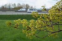 Kocher valley bridge, motorway bridge, bridge, motorway, Kocher valley, Kocher, spring, maple (Acer), maple blossom, Braunsbach, Hohenlohe, Germany [IBR124508527]