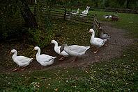 Gänsemarsch im Hohenloher open-air museum, Wackershofen, Farmermuseum, Geese, Goose, House Goose, Village, Museumsdorf, Swabian-Franconian Forest nature park Park, Schwäbisch Hall, Hohenlohe, Germany [IBR124508533]