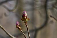 Hoverfly on chestnut bud, horse chestnut (Aesculus hippocastanum), chestnut tree, Swabian-Franconian Forest nature park Park, Michelfeld, Hohenlohe, Germany [IBR124508534]