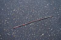 Common earthworm (Lumbricus terrestris), dewworm, eelworm, rain, bioindicator, Schwäbisch Hall, Hohenlohe, Germany [IBR124508535]