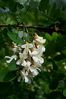 Common robinia (Robinia pseudoacacia), false acacia, bee pasture, insect pasture, Hohenlohe, Schwäbisch Hall, Germany [IBR124508537]